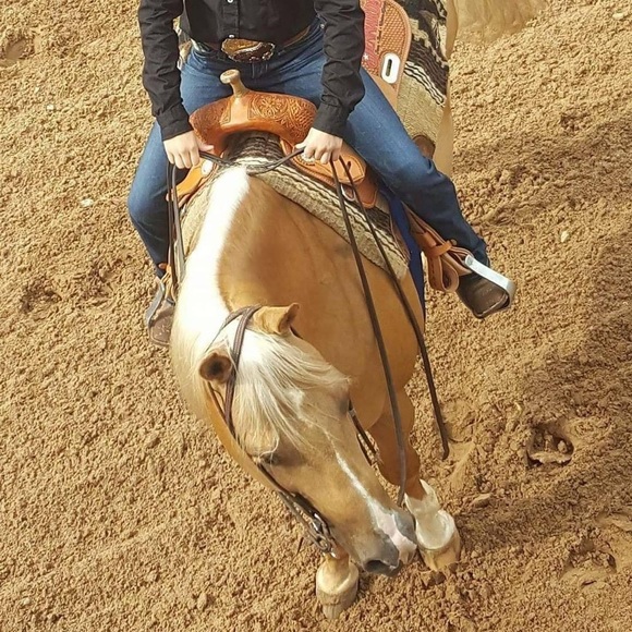 Meet your Posher, Breyer - Picture 10 of 10